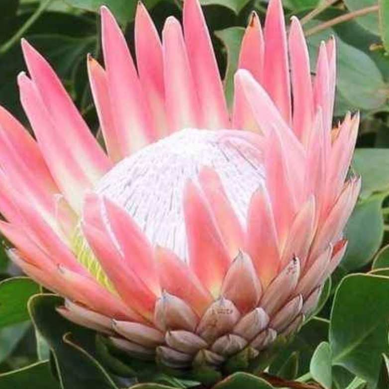 Protea cynaroides King Pink