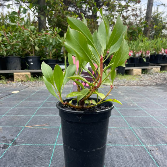 Protea cynaroides King Pink