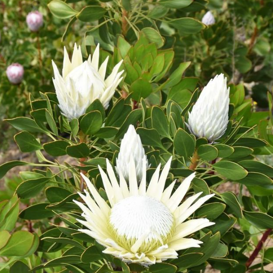 Protea King White