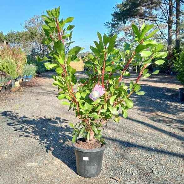 Protea King White