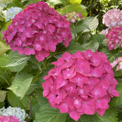 Hydrangea macrophylla Kirsten