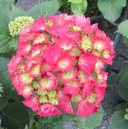 Hydrangea macrophylla Kirsten