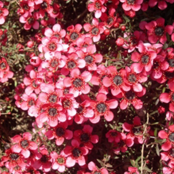 Leptospermum scoparium Kiwi