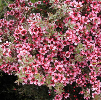 Leptospermum scoparium Kiwi