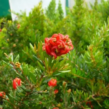 Grevillea Knockout