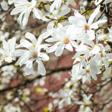 Magnolia kobus