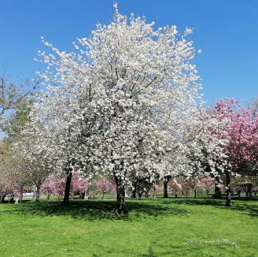 Magnolia kobus