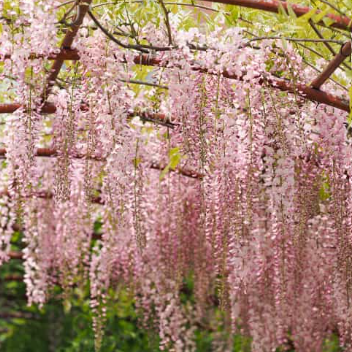 Wisteria floribunda Kuchi-Beni