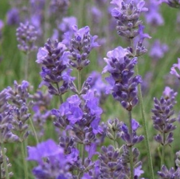 Lavandula angustifolia Papillon Romance Lavender