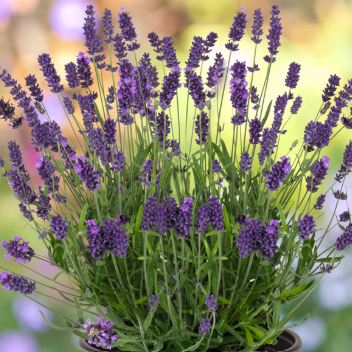 Lavandula angustifolia Papillon Romance Lavender