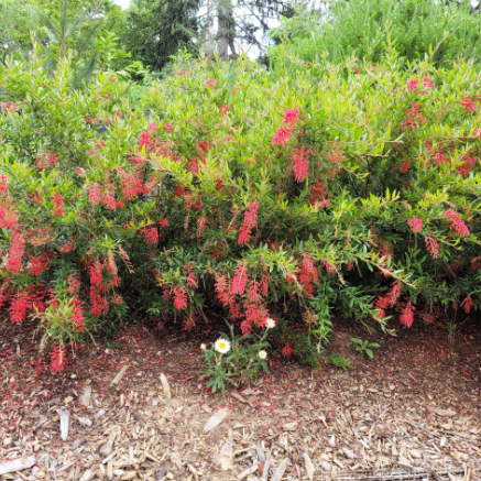 Grevillea victoriae and Grevillea rhyolitica Lady O