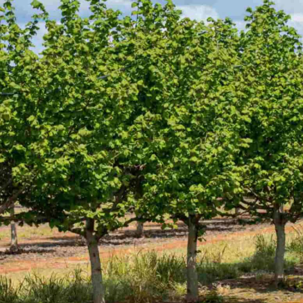 Corylus avellana Lambert Hazelnut