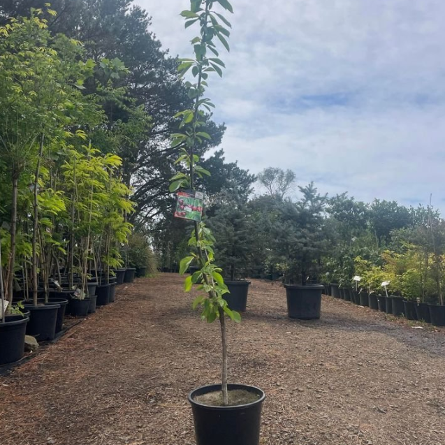 Prunus avium Lapins Cherry