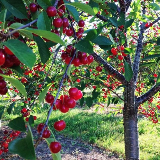 Prunus avium Lapins Cherry