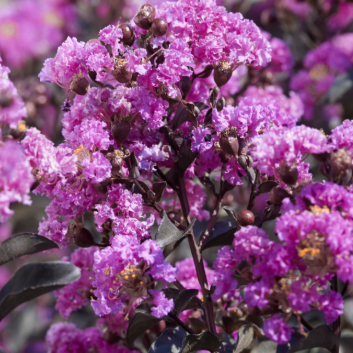 Lagerstroemia Diamonds in the Dark Lavender Lace Crepe Myrtle