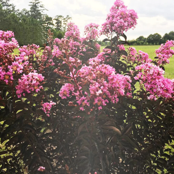 Lagerstroemia Diamonds in the Dark Lavender Lace Crepe Myrtle