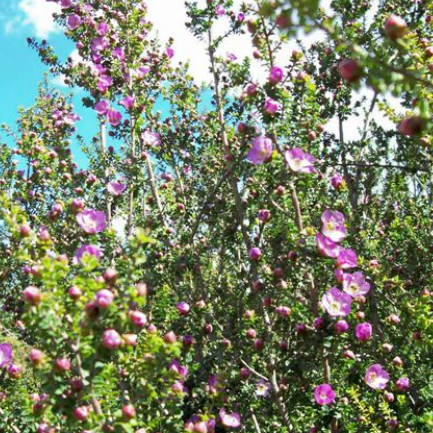 Leptospermum rotundifolium Lavender Queen