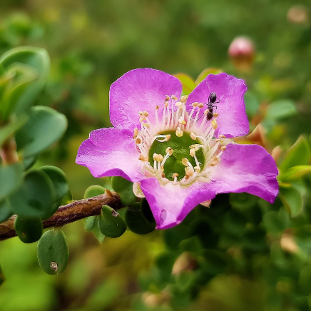 lavender queen plant Leptospermum rotundifolium Lavender Queen – Mountain View Nursery