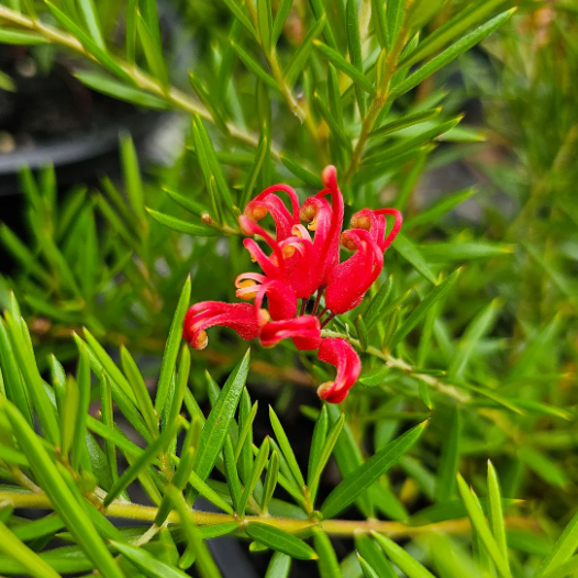 Grevillea Legacy Flame