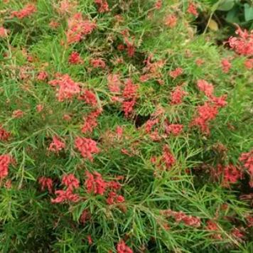 Grevillea Legacy Flame