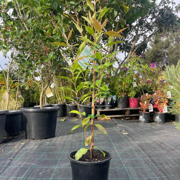 Backhousia citriadora Lemon Myrtle