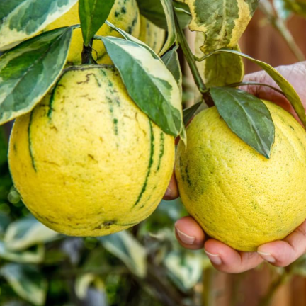Citrus × limon Lemon Pinky