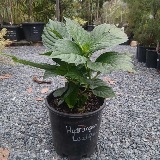 Hydrangea macrophylla Leuchtfeuer