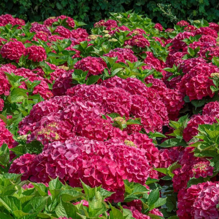Hydrangea macrophylla Leuchtfeuer