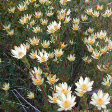 Leucadendron Harvest