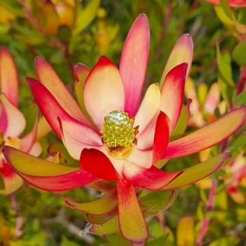 Leucadendron salignum Amy