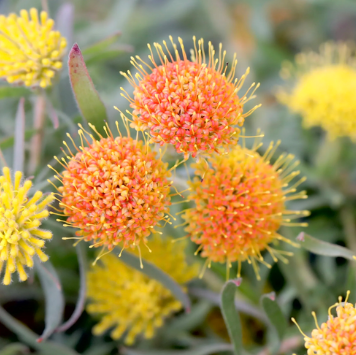 Leucospermum prostratum
