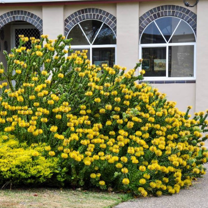 Leucospermum cordifolium hybrid Carnival Yellow
