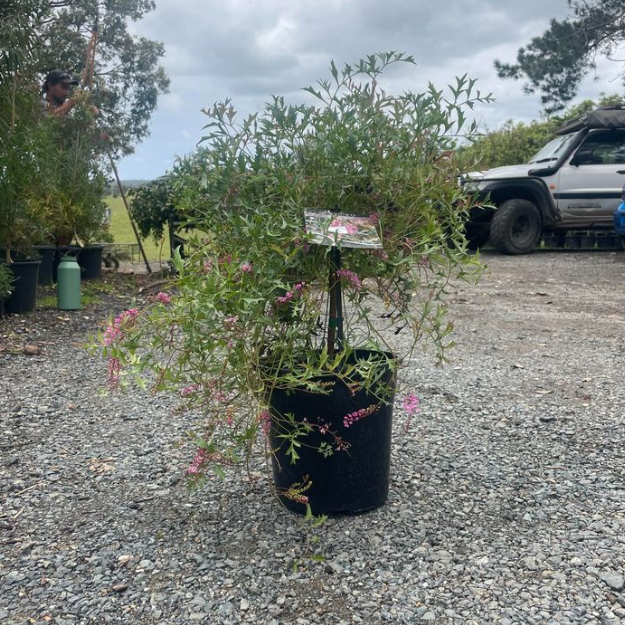 Grevillea leptobotrys Lilac Tangles Grafted