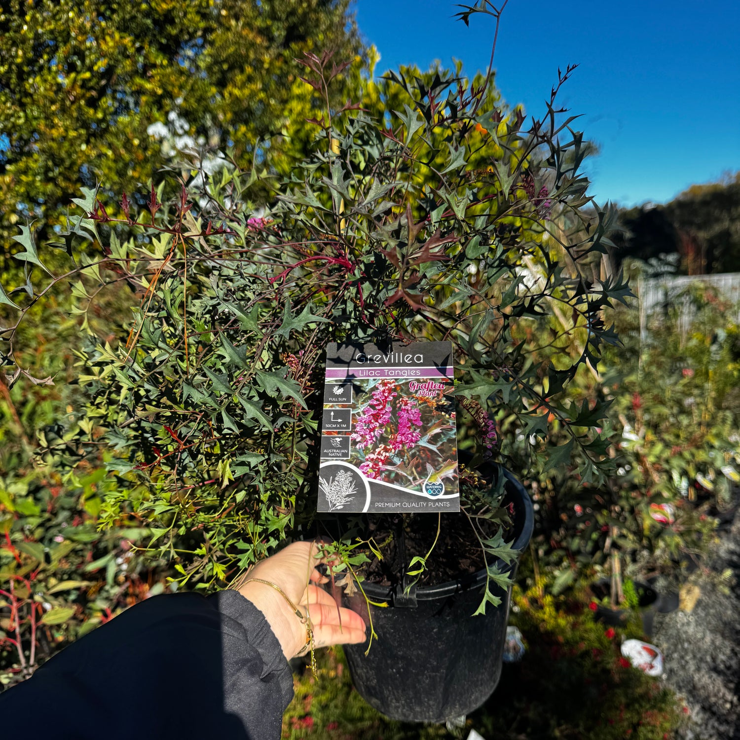 Grevillea leptobotrys Lilac Tangles Grafted