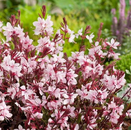 Gaura lindheimeri coccinea Lillipop Blush