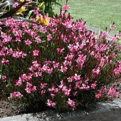Gaura lindheimeri Lillipop Pink