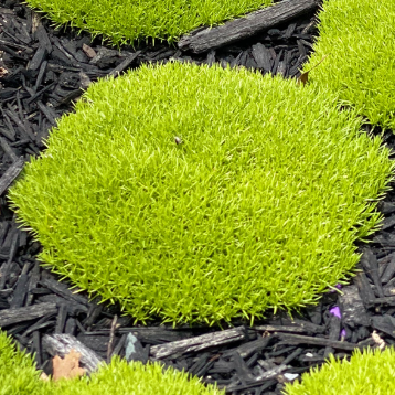 Scleranthus biflorus Lime Lava