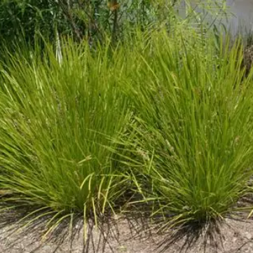 Lomandra Lime Tuff
