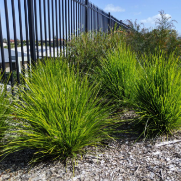 Lomandra Lime Tuff