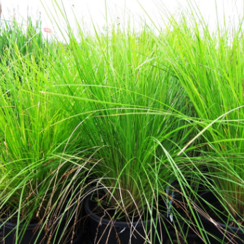 Lomandra cylindrica Lime Wave