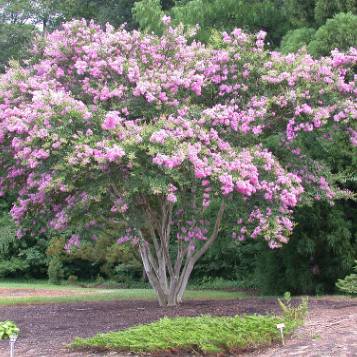 Lagerstroemia Lipan Crepe Myrtle