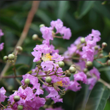 Lagerstroemia Lipan Crepe Myrtle