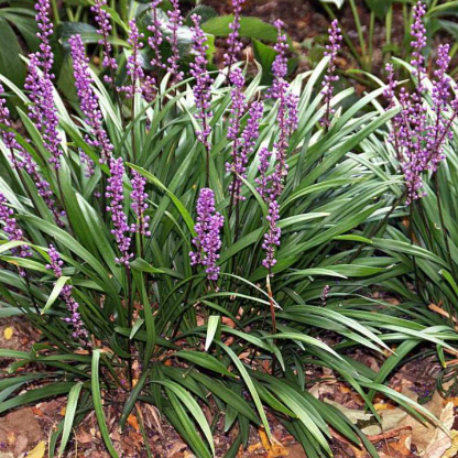 Liriope muscari Just Right™