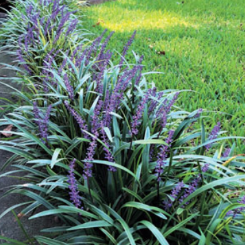 Liriope muscari  Evergreen Giant