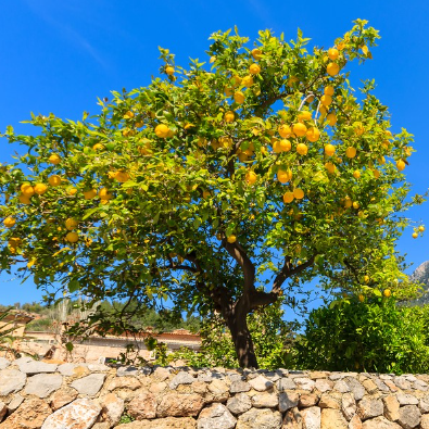Citrus limon Lisbon Lemon Dwarf