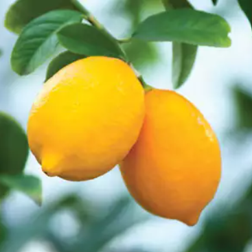 Citrus limon Lisbon Lemon Grafted