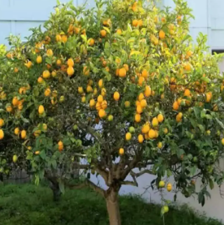 Citrus limon Lisbon Lemon Grafted