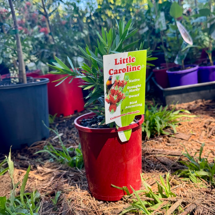 Callistemon viminalis Little Caroline