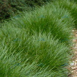Lomandra confertifolia Little Con