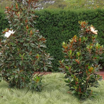 Magnolia grandiflora Little Gem